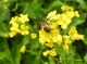 Involving farmers to save pollinators in Sikkim-Darjeeling Himalaya, India